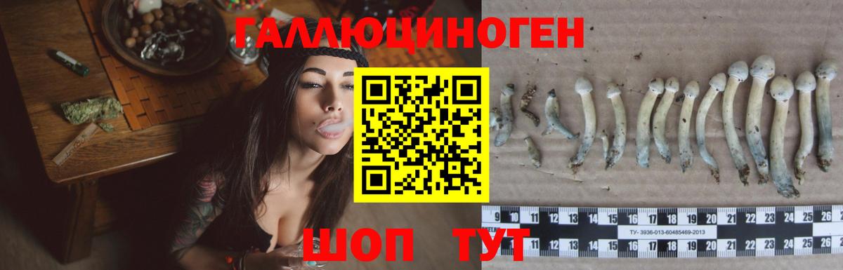 Псилоцибиновые грибы Psilocybine cubensis Карпинск
